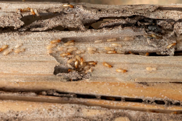 Best Emergency Pest Control  in Loma Ri, CA