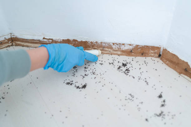 Best Pest Removal Services  in Loma Ri, CA